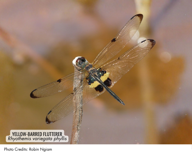 Yellow-barred Flutterer (Rhyothemis variegata phyllis)